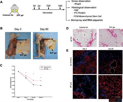 Mechanical force promotes tissue and molecular changes in adipose tissue regeneration post-transplantation